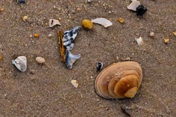Bir deniz tarağı, muhtemelen Atlantik sörfü istiridyesi, dokulu kuma üzerine kuruludur. Pürüzsüz, bronzlaşmış ve kahverengi kabuğu zarif bir şekilde kıvrılır. Küçük molozlar kumlu yüzeyi dağıtır..