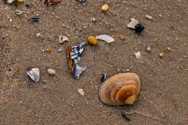 Bir deniz tarağı, muhtemelen Atlantik sörfü istiridyesi, dokulu kuma üzerine kuruludur. Pürüzsüz, bronzlaşmış ve kahverengi kabuğu zarif bir şekilde kıvrılır. Küçük molozlar kumlu yüzeyi dağıtır..