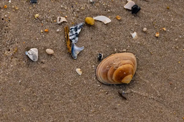 Bir deniz tarağı, muhtemelen Atlantik sörfü istiridyesi, dokulu kuma üzerine kuruludur. Pürüzsüz, bronzlaşmış ve kahverengi kabuğu zarif bir şekilde kıvrılır. Küçük molozlar kumlu yüzeyi dağıtır..