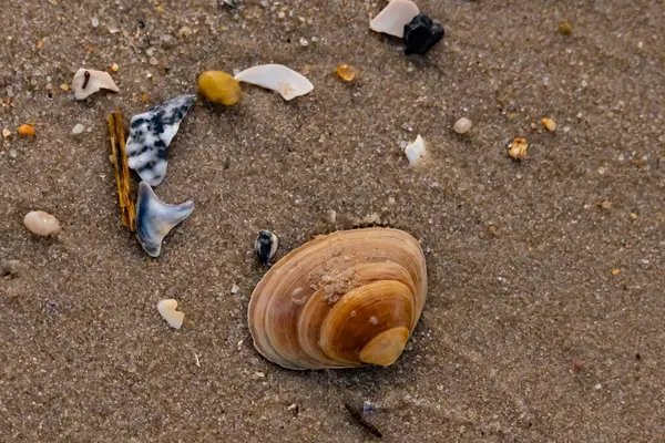 Bir deniz tarağı, muhtemelen Atlantik sörfü istiridyesi, dokulu kuma üzerine kuruludur. Pürüzsüz, bronzlaşmış ve kahverengi kabuğu zarif bir şekilde kıvrılır. Küçük molozlar kumlu yüzeyi dağıtır..