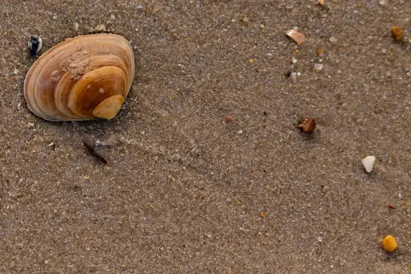 Bir deniz tarağı, muhtemelen Atlantik sörfü istiridyesi, dokulu kuma üzerine kuruludur. Pürüzsüz, bronzlaşmış ve kahverengi kabuğu zarif bir şekilde kıvrılır. Küçük molozlar kumlu yüzeyi dağıtır..