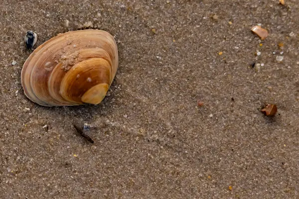 Bir deniz tarağı, muhtemelen Atlantik sörfü istiridyesi, dokulu kuma üzerine kuruludur. Pürüzsüz, bronzlaşmış ve kahverengi kabuğu zarif bir şekilde kıvrılır. Küçük molozlar kumlu yüzeyi dağıtır..