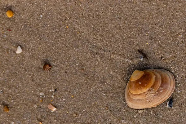 Bir deniz tarağı, muhtemelen Atlantik sörfü istiridyesi, dokulu kuma üzerine kuruludur. Pürüzsüz, bronzlaşmış ve kahverengi kabuğu zarif bir şekilde kıvrılır. Küçük molozlar kumlu yüzeyi dağıtır..
