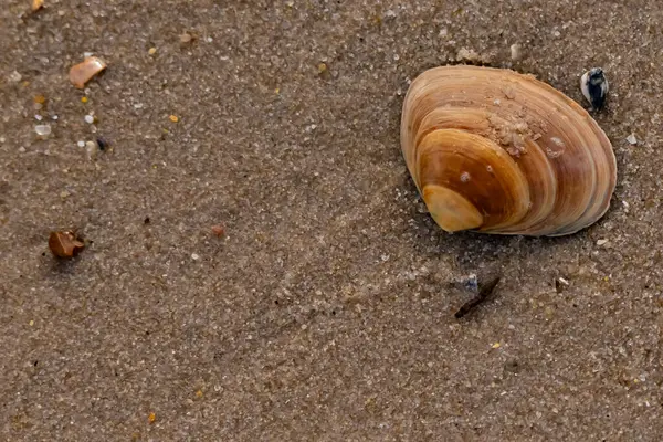 Bir deniz tarağı, muhtemelen Atlantik sörfü istiridyesi, dokulu kuma üzerine kuruludur. Pürüzsüz, bronzlaşmış ve kahverengi kabuğu zarif bir şekilde kıvrılır. Küçük molozlar kumlu yüzeyi dağıtır..
