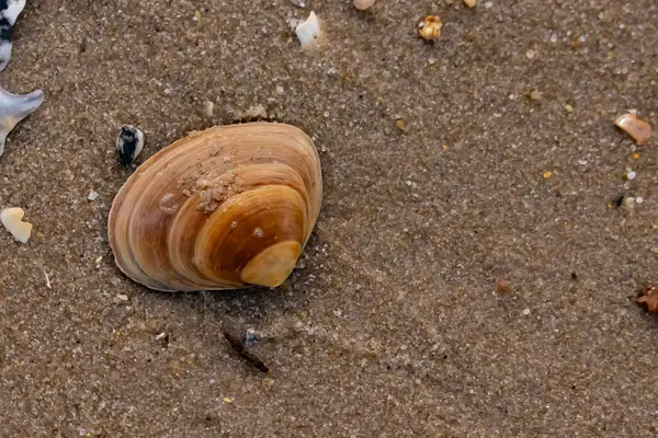 Bir deniz tarağı, muhtemelen Atlantik sörfü istiridyesi, dokulu kuma üzerine kuruludur. Pürüzsüz, bronzlaşmış ve kahverengi kabuğu zarif bir şekilde kıvrılır. Küçük molozlar kumlu yüzeyi dağıtır..
