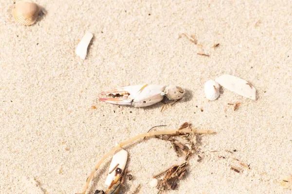 Kırmızı ve beyaz desenli bir yengeç pençesi, deniz yosunu ve deniz yosunları eşliğinde kumun üzerinde dinlenir..