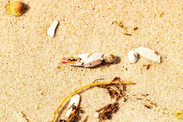 Kırmızı ve beyaz desenli bir yengeç pençesi, deniz yosunu ve deniz yosunları eşliğinde kumun üzerinde dinlenir..