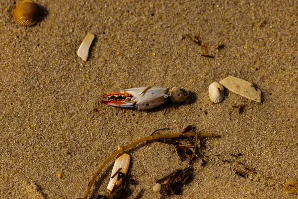 Kırmızı ve beyaz desenli bir yengeç pençesi, deniz yosunu ve deniz yosunları eşliğinde kumun üzerinde dinlenir..