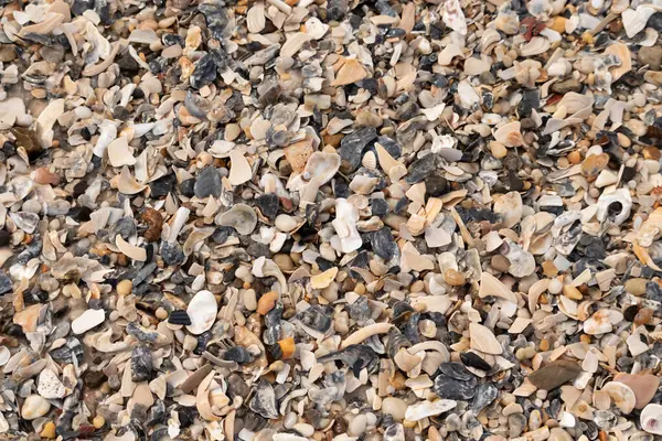 Çeşitli renk ve boyutlarda sayısız kırık deniz kabuğunun dokulu yakın çekimi kumlu bir yüzey üzerinde doğal bir mozaik oluşturur. Plaj enkazı.