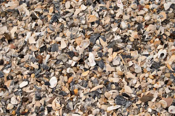 Çeşitli renk ve boyutlarda sayısız kırık deniz kabuğunun dokulu yakın çekimi kumlu bir yüzey üzerinde doğal bir mozaik oluşturur. Plaj enkazı.