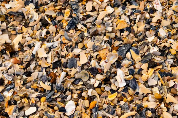 Çeşitli renk ve boyutlarda sayısız kırık deniz kabuğunun dokulu yakın çekimi kumlu bir yüzey üzerinde doğal bir mozaik oluşturur. Plaj enkazı.