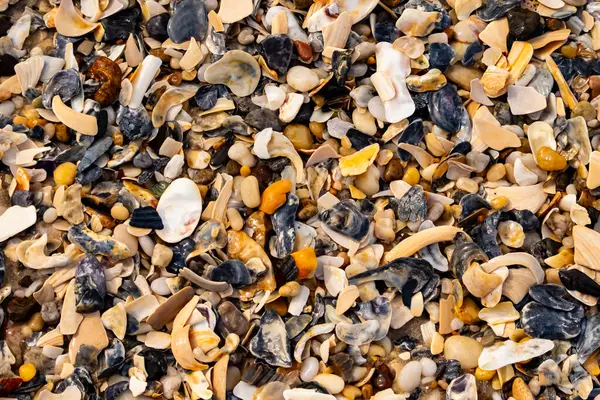 Çeşitli renk ve boyutlarda sayısız kırık deniz kabuğunun dokulu yakın çekimi kumlu bir yüzey üzerinde doğal bir mozaik oluşturur. Plaj enkazı.