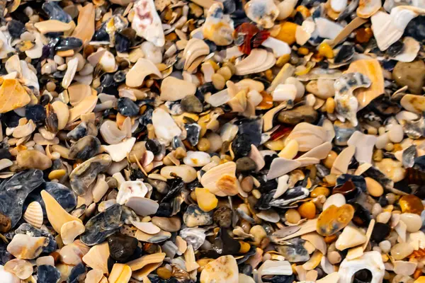Çeşitli renk ve boyutlarda sayısız kırık deniz kabuğunun dokulu yakın çekimi kumlu bir yüzey üzerinde doğal bir mozaik oluşturur. Plaj enkazı.