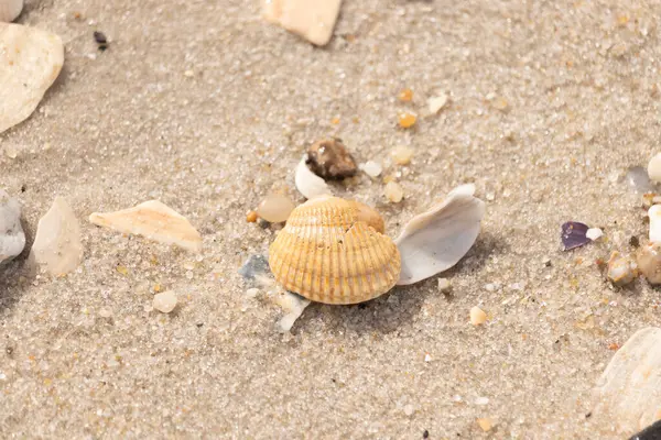 Beyaz, sarı ve kahverengi tonlarında çeşitli deniz kabuklarının parçalarıyla kaplı desenli kumsal kumu. Doğal kıyı elementlerinin yakın görüntüsü.
