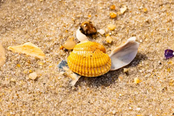 Beyaz, sarı ve kahverengi tonlarında çeşitli deniz kabuklarının parçalarıyla kaplı desenli kumsal kumu. Doğal kıyı elementlerinin yakın görüntüsü.