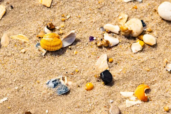 Koyu mavi bir kabuk parçası çeşitli deniz kabukları ve çakıl taşlarının arasında oturur ve dokulu bir plaj sahnesi yaratır..