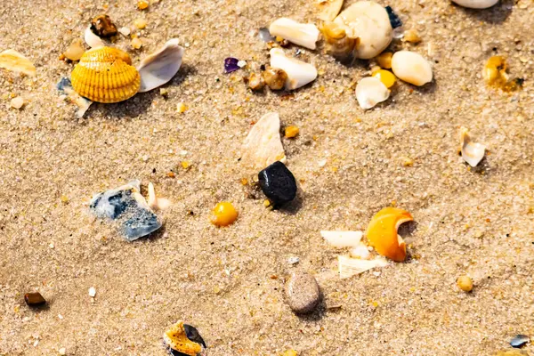 Koyu mavi bir kabuk parçası çeşitli deniz kabukları ve çakıl taşlarının arasında oturur ve dokulu bir plaj sahnesi yaratır..
