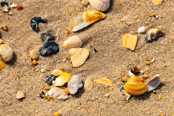 Koyu mavi bir kabuk parçası çeşitli deniz kabukları ve çakıl taşlarının arasında oturur ve dokulu bir plaj sahnesi yaratır..