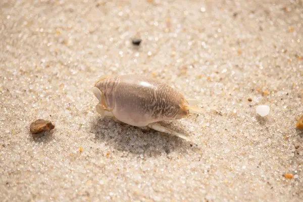 Kum yengeci, muhtemelen Emerita analogası, Hipoidea veya Hippa, kaba ve parlak kum üzerinde sürünür. Yakınlarda küçük, beyaz bir kabuk parçası var..