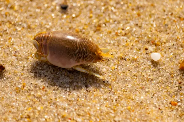 Kum yengeci, muhtemelen Emerita analogası, Hipoidea veya Hippa, kaba ve parlak kum üzerinde sürünür. Yakınlarda küçük, beyaz bir kabuk parçası var..