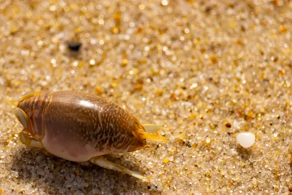 Kum yengeci, muhtemelen Emerita analogası, Hipoidea veya Hippa, kaba ve parlak kum üzerinde sürünür. Yakınlarda küçük, beyaz bir kabuk parçası var..