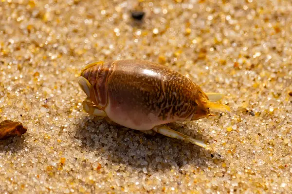 Kum yengeci, muhtemelen Emerita analogası, Hipoidea veya Hippa, kaba ve parlak kum üzerinde sürünür. Yakınlarda küçük, beyaz bir kabuk parçası var..