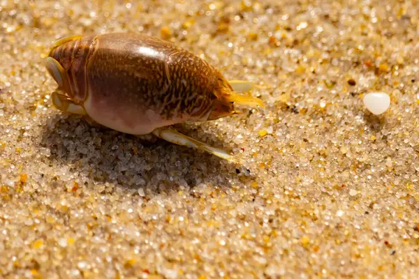 Kum yengeci, muhtemelen Emerita analogası, Hipoidea veya Hippa, kaba ve parlak kum üzerinde sürünür. Yakınlarda küçük, beyaz bir kabuk parçası var..