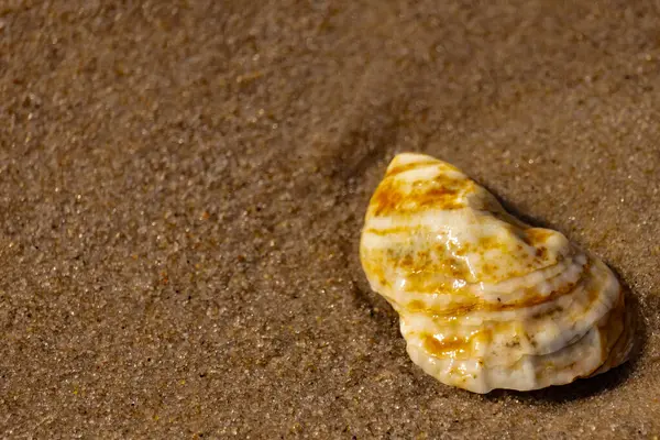 Kaba kuma gömülmüş sarı ve turuncu ipuçları içeren dokulu, yıpranmış bir deniz kabuğu. Sahili, doğanın sanatını ve kıyı sükunetini anımsatıyor..