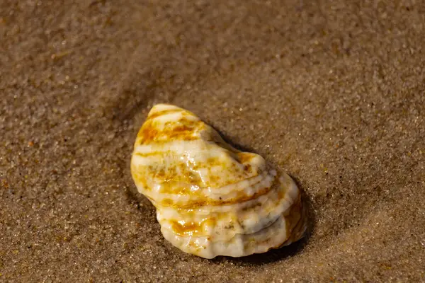 Kaba kuma gömülmüş sarı ve turuncu ipuçları içeren dokulu, yıpranmış bir deniz kabuğu. Sahili, doğanın sanatını ve kıyı sükunetini anımsatıyor..