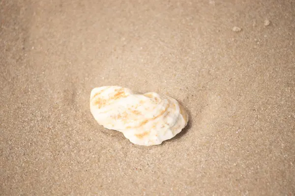 Kaba kuma gömülmüş sarı ve turuncu ipuçları içeren dokulu, yıpranmış bir deniz kabuğu. Sahili, doğanın sanatını ve kıyı sükunetini anımsatıyor..
