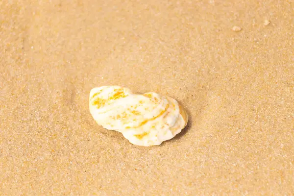 Kaba kuma gömülmüş sarı ve turuncu ipuçları içeren dokulu, yıpranmış bir deniz kabuğu. Sahili, doğanın sanatını ve kıyı sükunetini anımsatıyor..