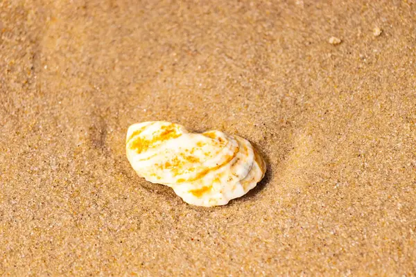 Kaba kuma gömülmüş sarı ve turuncu ipuçları içeren dokulu, yıpranmış bir deniz kabuğu. Sahili, doğanın sanatını ve kıyı sükunetini anımsatıyor..