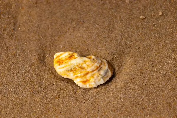 Kaba kuma gömülmüş sarı ve turuncu ipuçları içeren dokulu, yıpranmış bir deniz kabuğu. Sahili, doğanın sanatını ve kıyı sükunetini anımsatıyor..
