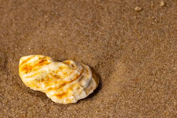 Kaba kuma gömülmüş sarı ve turuncu ipuçları içeren dokulu, yıpranmış bir deniz kabuğu. Sahili, doğanın sanatını ve kıyı sükunetini anımsatıyor..