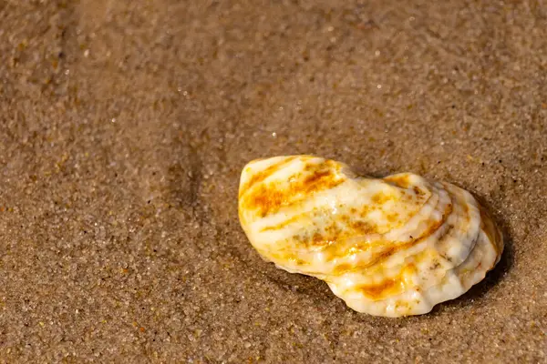 Kaba kuma gömülmüş sarı ve turuncu ipuçları içeren dokulu, yıpranmış bir deniz kabuğu. Sahili, doğanın sanatını ve kıyı sükunetini anımsatıyor..