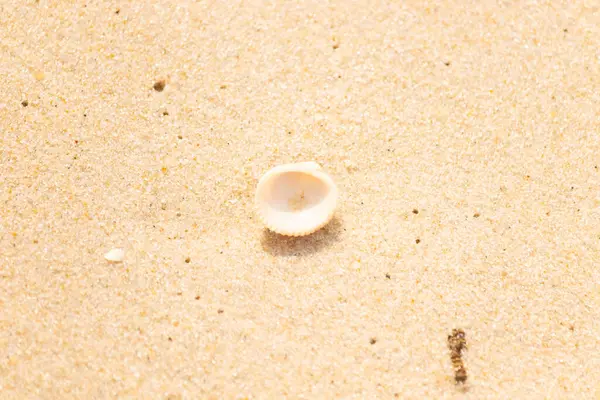 Küçük, parlak bir deniz salyangozu kabuğu, muhtemelen bir Trivia ya da Money Cowrie, kaba kahverengi kumlara dayanır. Güneş 'te parlayan taneler cam ya da kristal parçacıkları gibi..