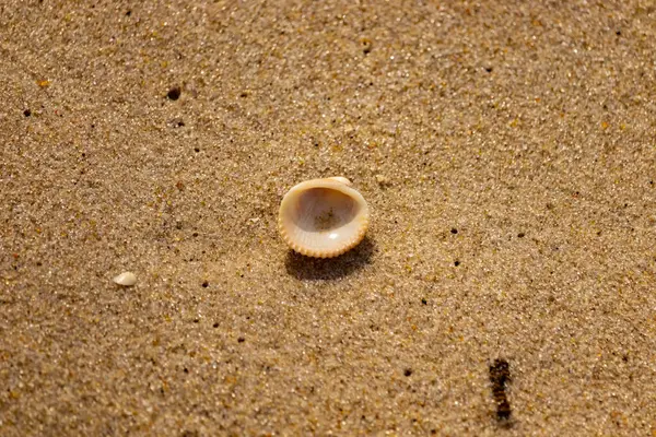 Küçük, parlak bir deniz salyangozu kabuğu, muhtemelen bir Trivia ya da Money Cowrie, kaba kahverengi kumlara dayanır. Güneş 'te parlayan taneler cam ya da kristal parçacıkları gibi..