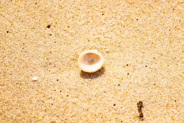 Küçük, parlak bir deniz salyangozu kabuğu, muhtemelen bir Trivia ya da Money Cowrie, kaba kahverengi kumlara dayanır. Güneş 'te parlayan taneler cam ya da kristal parçacıkları gibi..