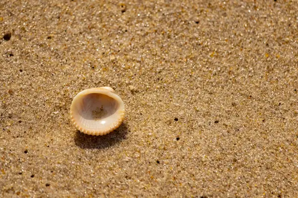 Küçük, parlak bir deniz salyangozu kabuğu, muhtemelen bir Trivia ya da Money Cowrie, kaba kahverengi kumlara dayanır. Güneş 'te parlayan taneler cam ya da kristal parçacıkları gibi..