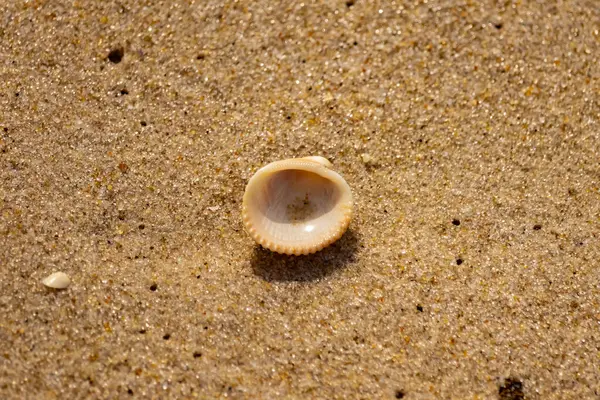 Küçük, parlak bir deniz salyangozu kabuğu, muhtemelen bir ıvır zıvır ya da Para Kuşu, kaba kahverengi kumların üzerinde duruyor. Güneş 'te cam ya da kristal gibi parlayan tanecikler..