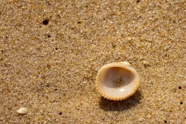 Küçük, parlak bir deniz salyangozu kabuğu, muhtemelen bir ıvır zıvır ya da Para Kuşu, kaba kahverengi kumların üzerinde duruyor. Güneş 'te cam ya da kristal gibi parlayan tanecikler..