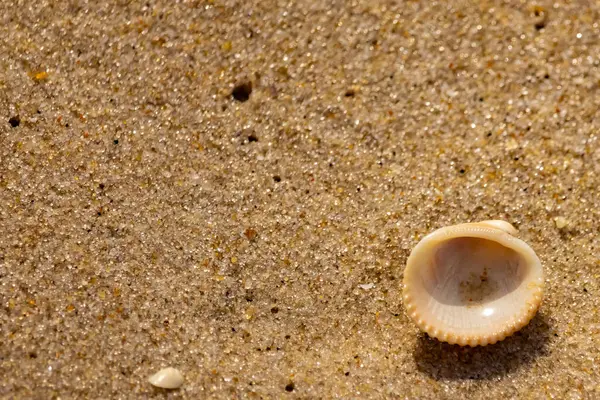 Küçük, parlak bir deniz salyangozu kabuğu, muhtemelen bir ıvır zıvır ya da Para Kuşu, kaba kahverengi kumların üzerinde duruyor. Güneş 'te cam ya da kristal gibi parlayan tanecikler..