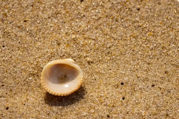 Küçük, parlak bir deniz salyangozu kabuğu, muhtemelen bir ıvır zıvır ya da Para Kuşu, kaba kahverengi kumların üzerinde duruyor. Güneş 'te cam ya da kristal gibi parlayan tanecikler..