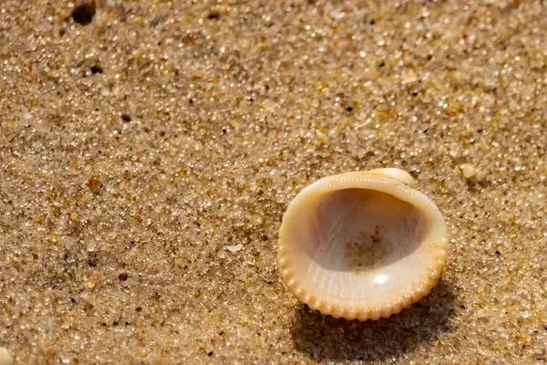 Küçük, parlak bir deniz salyangozu kabuğu, muhtemelen bir ıvır zıvır ya da Para Kuşu, kaba kahverengi kumların üzerinde duruyor. Güneş 'te cam ya da kristal gibi parlayan tanecikler..