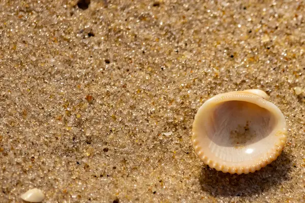 Küçük, parlak bir deniz salyangozu kabuğu, muhtemelen bir ıvır zıvır ya da Para Kuşu, kaba kahverengi kumların üzerinde duruyor. Güneş 'te cam ya da kristal gibi parlayan tanecikler..