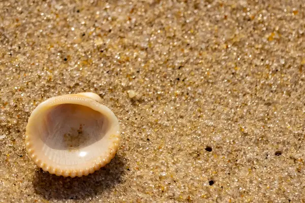 Küçük, parlak bir deniz salyangozu kabuğu, muhtemelen bir ıvır zıvır ya da Para Kuşu, kaba kahverengi kumların üzerinde duruyor. Güneş 'te cam ya da kristal gibi parlayan tanecikler..