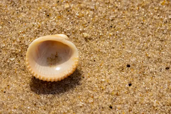 Küçük, parlak bir deniz salyangozu kabuğu, muhtemelen bir ıvır zıvır ya da Para Kuşu, kaba kahverengi kumların üzerinde duruyor. Güneş 'te cam ya da kristal gibi parlayan tanecikler..
