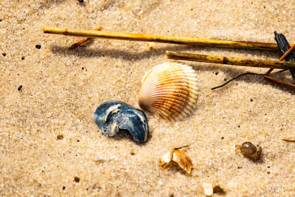 Mavi ve beyaz çizgili küçük bir keşiş yengeci büyük kabukların yanında kaba kum üzerinde sürünür. Sahil hayatı.
