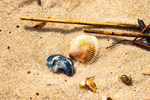 Mavi ve beyaz çizgili küçük bir keşiş yengeci büyük kabukların yanında kaba kum üzerinde sürünür. Sahil hayatı.
