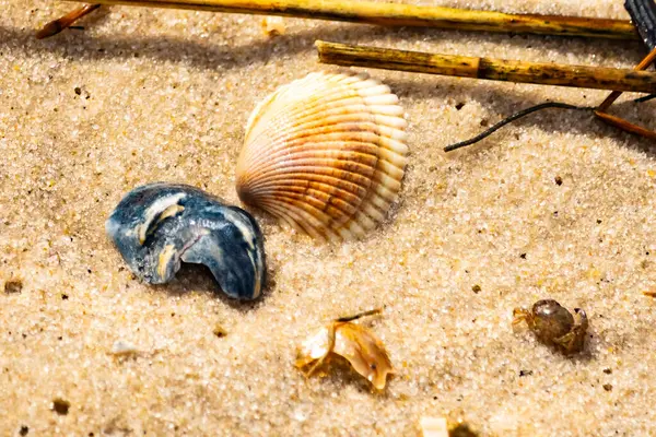 Mavi ve beyaz çizgili küçük bir keşiş yengeci büyük kabukların yanında kaba kum üzerinde sürünür. Sahil hayatı.